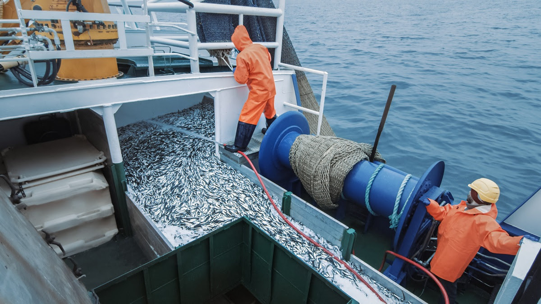 Fishery Observer